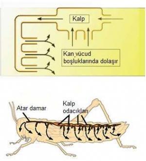 Hayvanlarda Dolaşım Sistemi