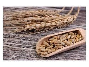 Boşaltım Adaptasyonları ve Sodyum Potasyum Pompası