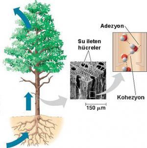 Bitkilerde Özsuyunun Taşınması