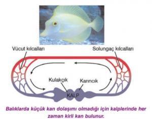 Hayvanlarda Dolaşım Sistemi