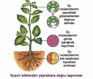 Bitkilerde Özsuyunun Taşınması