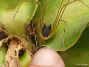 Tavşancık Hasatçısı (Bunny Harvestman)
