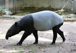 Malaya Tapiri Nasıl Bir Hayvandır?