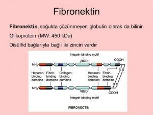 Fibronektin Nedir?