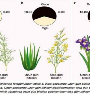Ksilem ve Floem Hücreleri