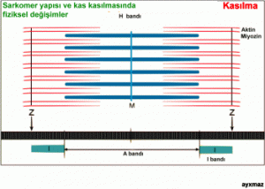 Kas Kasılmasının Elektrokimyasal Kontrolü