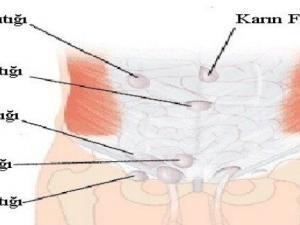 İnsan Cildi: Yapı ve Fonksiyonlar