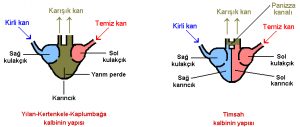 Omurgalılarda Dolaşım