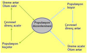 Populasyonların Düzenlenmesi