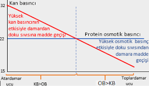 Dalıcı Memelilerde Özel Uyumlar