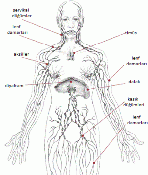 Lenfatik Sistem Anatomisi