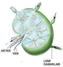 Lenfatik Sistem Anatomisi