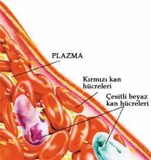 Kan Plazmasında Neler Bulunur?