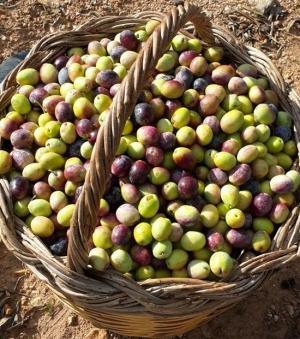 Kaliteli Zeytinyağları Nasıl Olmalıdır? Zeytinyağları Nasıl Saklanmalıdır?