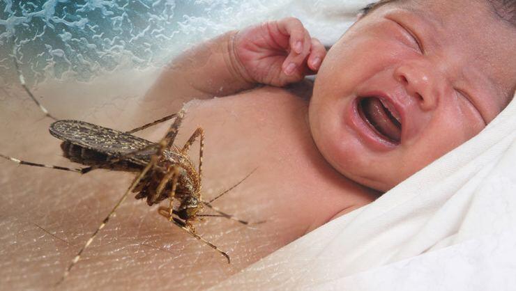 Zika Virüsü, Sivrisinekler ve Mikrosefali: Endişeli Bir Enfeksiyon