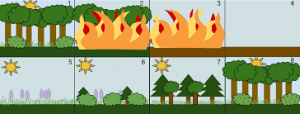 Klimaks Kommünite Nedir?