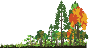 Klimaks Kommünite Nedir?