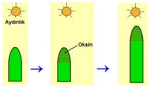 Oksin Hormonunun Görevleri