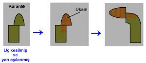 Oksin Hormonunun Görevleri