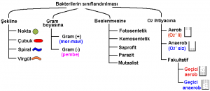 Monera Âlemi Nedir?