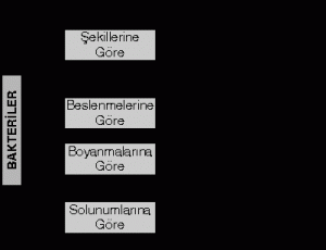 Monera Âlemi Nedir?