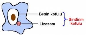 Hücre Vakuollerin İşlevleri
