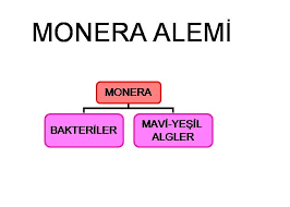 Monera Âlemi Nedir?