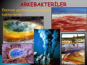 Monera Âlemi Nedir?