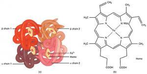 Hemoglobin ve İşlevleri