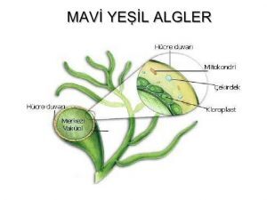 Canlılar Alemi ve Sınıflandırma Yöntemleri