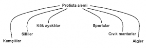Canlılar Alemi ve Sınıflandırma Yöntemleri