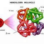 Hemoglobin ve İşlevleri