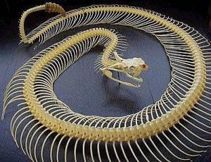 Sert ve Eklemli İskeletli Hayvanlar