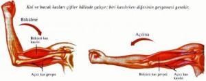 Sert ve Eklemli İskeletli Hayvanlar