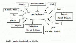 Bağışıklık Sistemiyle İlgili İlginç Bilgiler