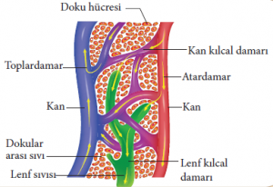 Bağışıklık Sistemiyle İlgili İlginç Bilgiler
