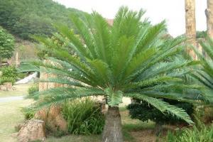 Gymnospermler İle Angiospermler Arasındaki Farklar