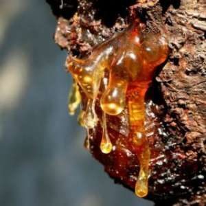Gymnospermler İle Angiospermler Arasındaki Farklar