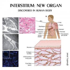 İnsan Vücudunda Keşfedilen En Yeni Organ