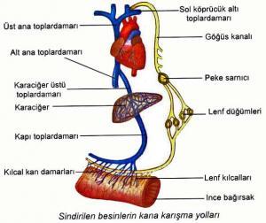 İnce ve Kalın Bağırsakta Sindirim