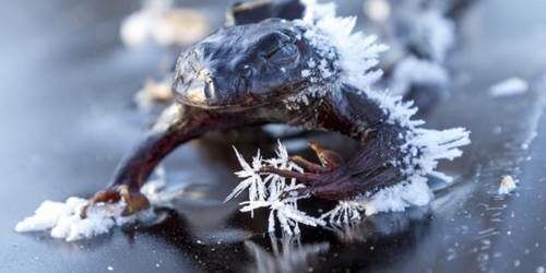 Kışın Donan Ağaç Kurbağaları Nasıl Hayvanlardır?