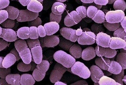 Gıda Kaynaklı Hastalıklarda Clostridium Bakterileri ve Multipl Skleroz (MS)