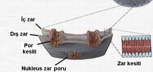 Nükleoplazma ya da Nukleus Matriksi Nedir?