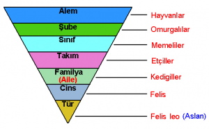 Sınıflandırma Hiyerarşisi ve Nomenklatür