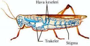 Hayvanlarda İlginç Solunum Mekanizmaları