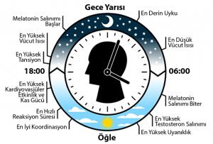 Vücudun İç Saati Genel Sağlığı Nasıl  Etkiler?