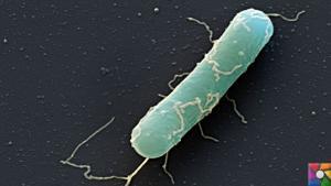 Gıda Kaynaklı Hastalıklarda Clostridium Bakterileri ve Multipl Skleroz (MS)