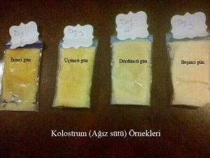 Kolostrum Nedir?