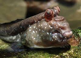 Mudskipper: Karada ve Suda Yaşayan Balık
