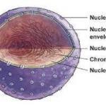 Nükleoplazma ya da Nukleus Matriksi Nedir?